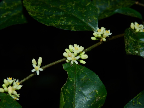 Casearia acuminata