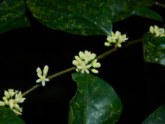Casearia acuminata