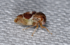 Cyrtolobus vau
