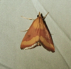 Pyrausta castalis