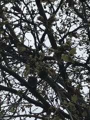 Platanus racemosa