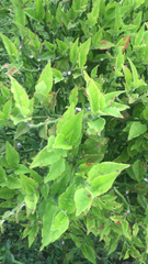 Euphorbia tithymaloides