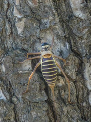 Ephippiger diurnus diurnus