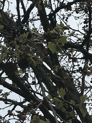 Platanus racemosa