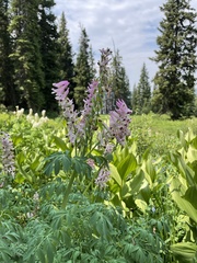 Corydalis caseana brandegeei
