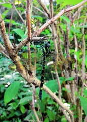Polycanthagyna melanictera