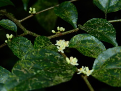 Casearia acuminata