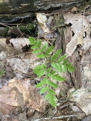 Sceptridium rugulosum