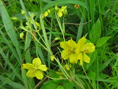 Lysimachia quadriflora