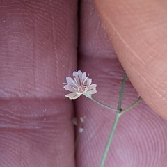Eriogonum apiculatum