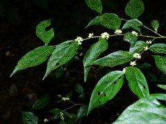 Casearia acuminata
