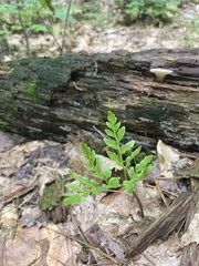 Sceptridium rugulosum