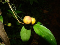 Casearia acuminata