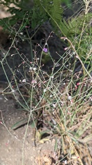 Eriogonum apiculatum