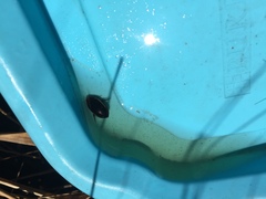 Hydaticus bimarginatus