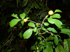 Casearia acuminata