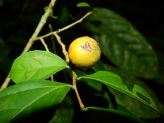 Casearia acuminata