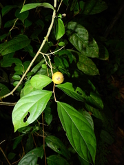 Casearia acuminata