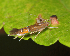 Cosmopterix gemmiferella