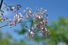 Podopterus cordifolius