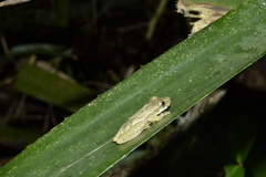 Scinax perpusillus