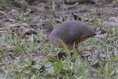 Crypturellus undulatus