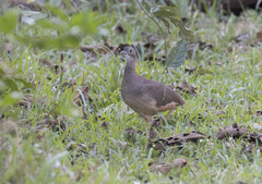 Crypturellus undulatus