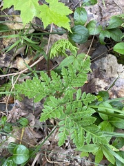 Sceptridium rugulosum