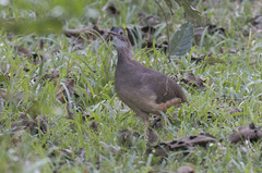 Crypturellus undulatus