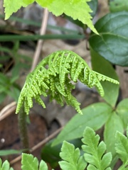 Sceptridium rugulosum