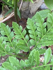 Sceptridium rugulosum