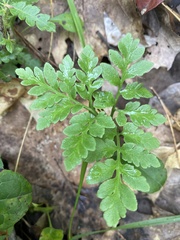 Sceptridium rugulosum