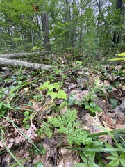 Sceptridium rugulosum