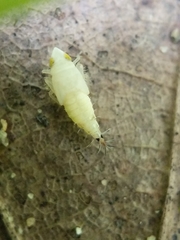 Scaphoideus