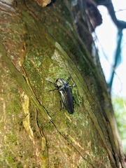 Actenodini