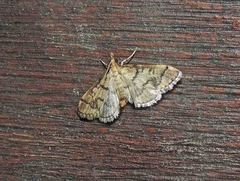 Metasia ophialis