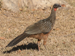 Penelope ochrogaster