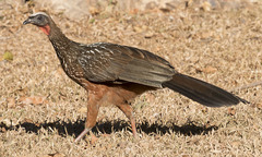 Penelope ochrogaster