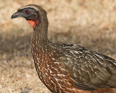 Penelope ochrogaster