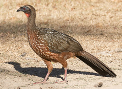 Penelope ochrogaster