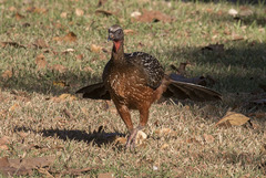 Penelope ochrogaster