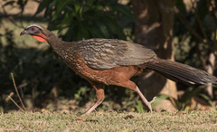 Penelope ochrogaster