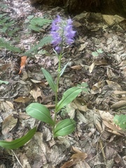 Platanthera grandiflora