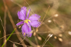 Thysanotus banksii