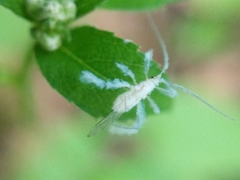 Calaphidina