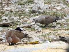 Streptopelia decaocto