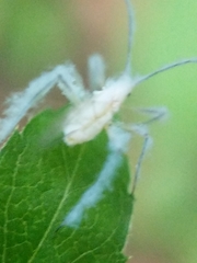 Calaphidina