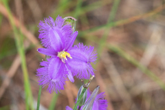 Thysanotus banksii