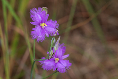 Thysanotus banksii