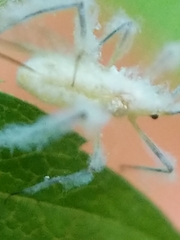 Calaphidina